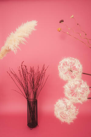 Plants